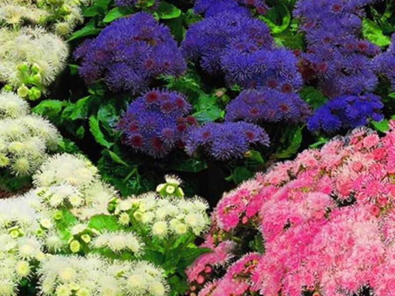 Ageratum is een ongewoon mooie plant