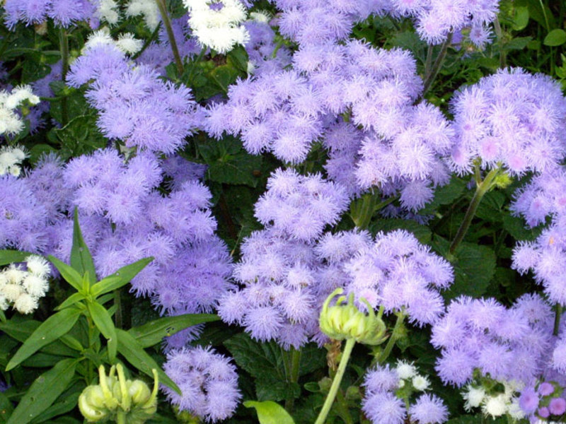 Ageratum kweken uit zaden