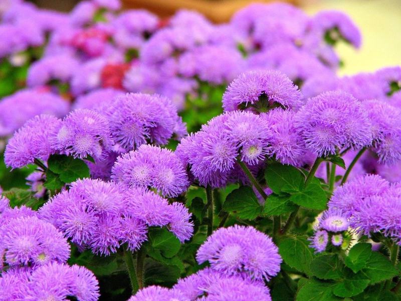 Ageratum długo kwitnące