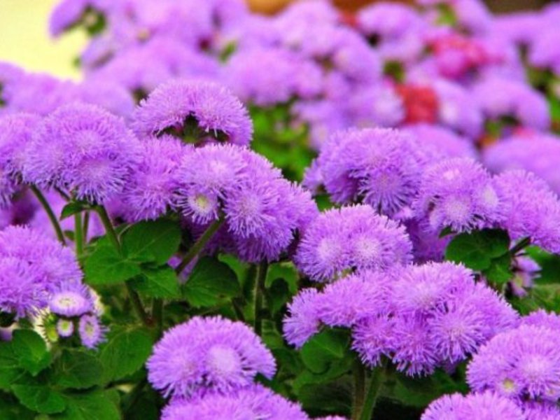 Cuidado simples de ageratum.