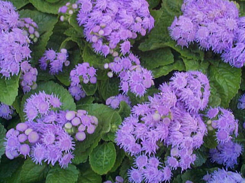 Ageratum meksički