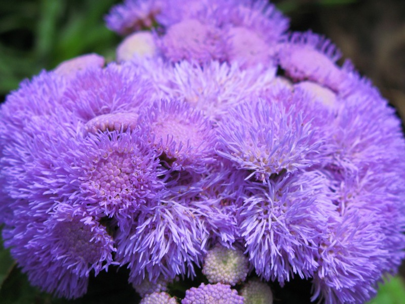 Wachsendes Ageratum aus Samen