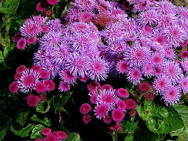 Ageratum é uma planta invulgarmente bonita