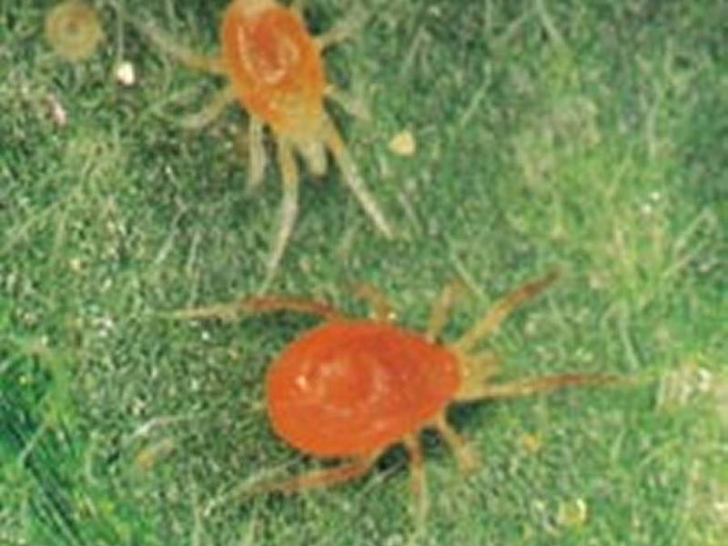 How to kill a spider mite