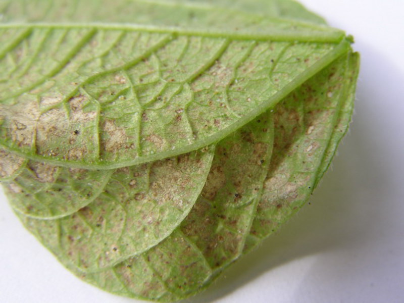 Spider mite on leaves