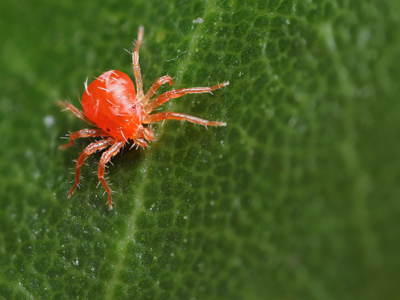 Araña roja en hojas