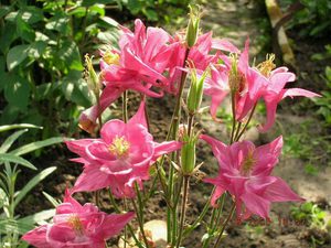 Làm thế nào để trồng aquilegia