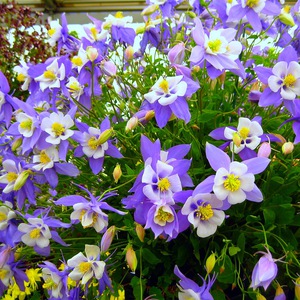 Aquilegia sodinimas ir priežiūra