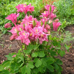 Aquilegia: duyên dáng và vẻ đẹp