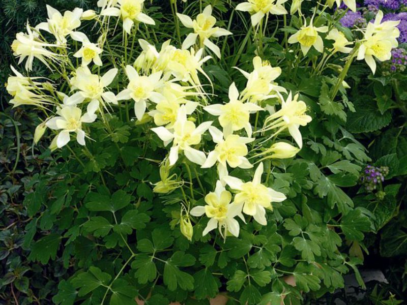 Aquilegia plantesort