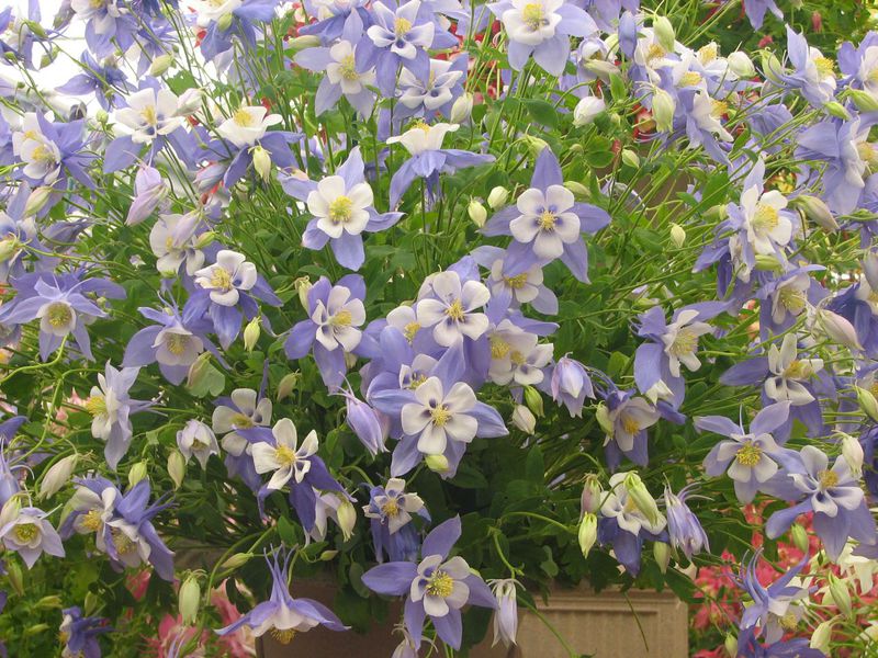 Tipos de aquilegia