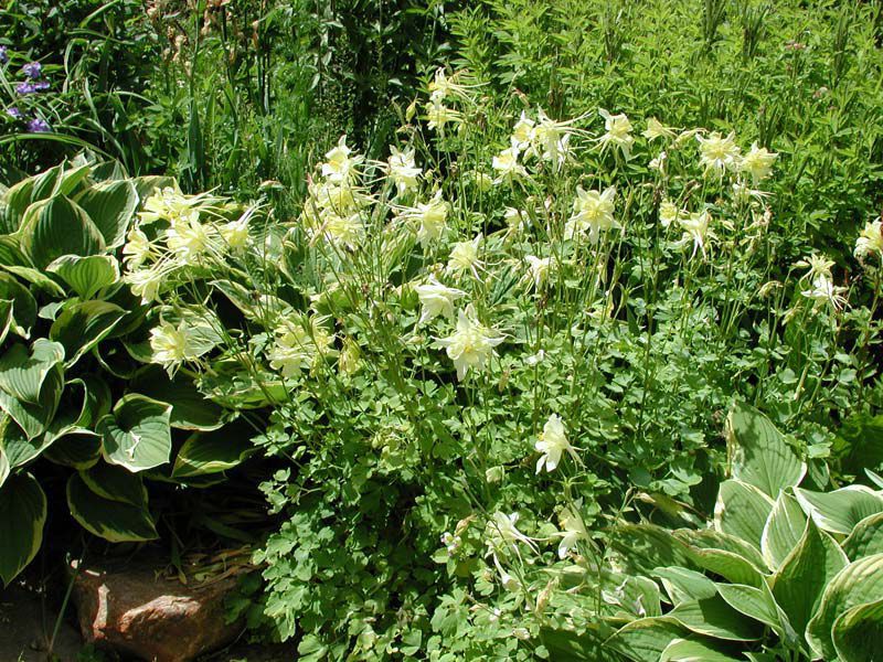 Kuinka aquilegia kasvaa