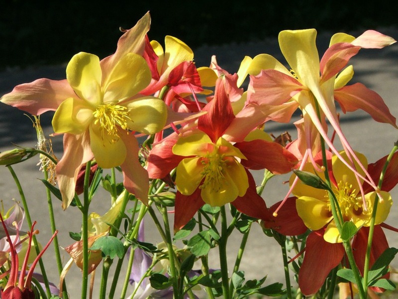 Délicate création d'aquilegia