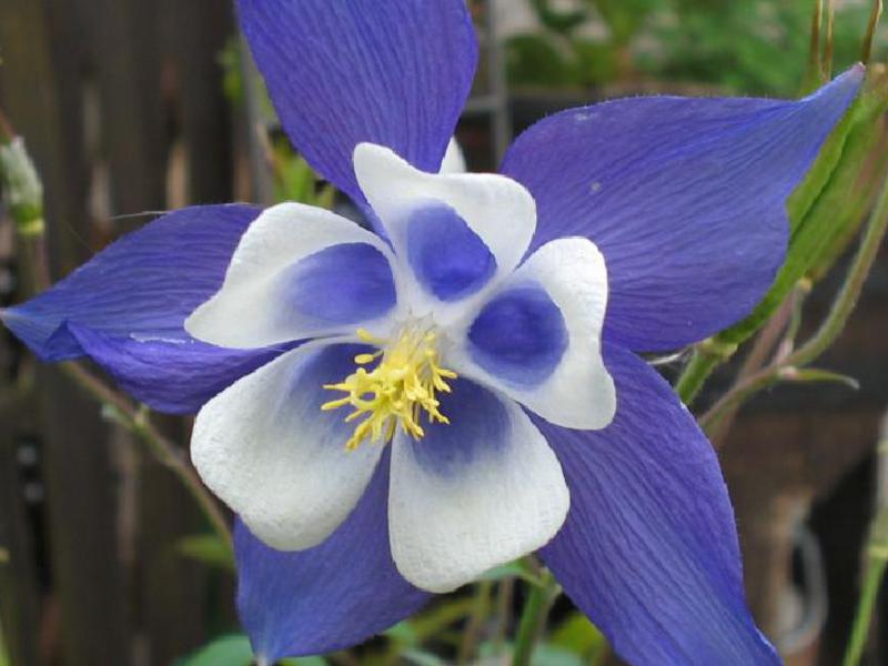 Aquilegia: nåde og skønhed