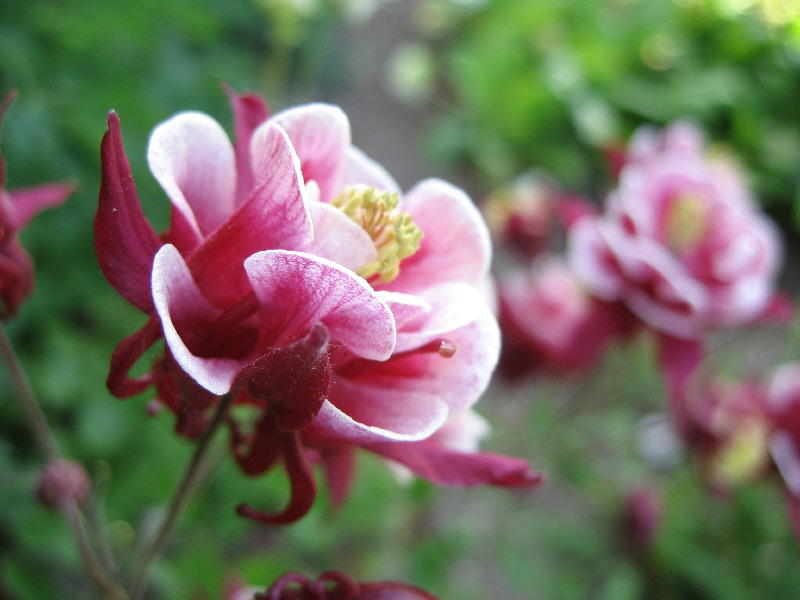 ดอกไม้ aquilegia ที่สง่างาม