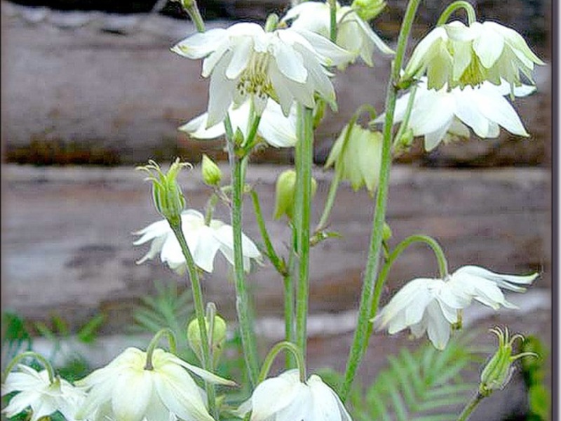 Aquilegia สามัญ