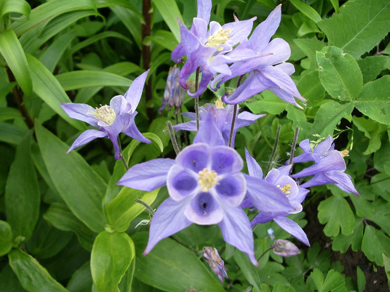 Piantare e curare l'aquilegia in pieno campo