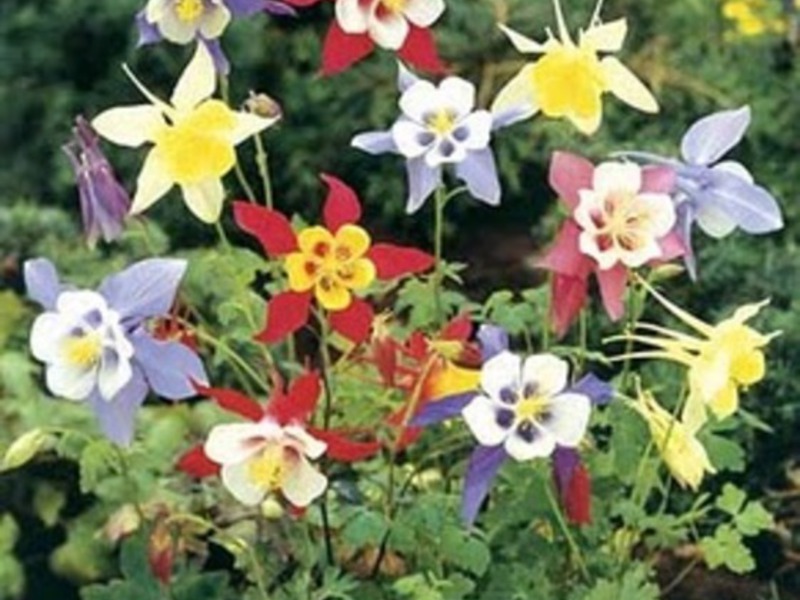 Hvad er det særegne ved aquilegia-blomsten