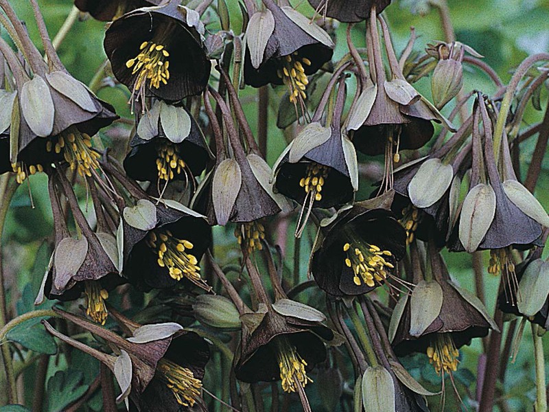 Ciri-ciri penjagaan aquilegia