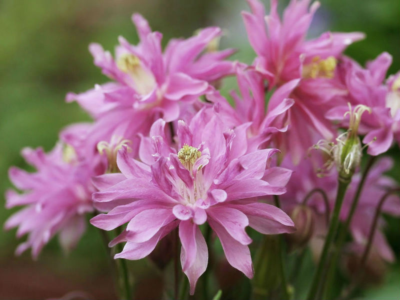 Vườn hoa aquilegia