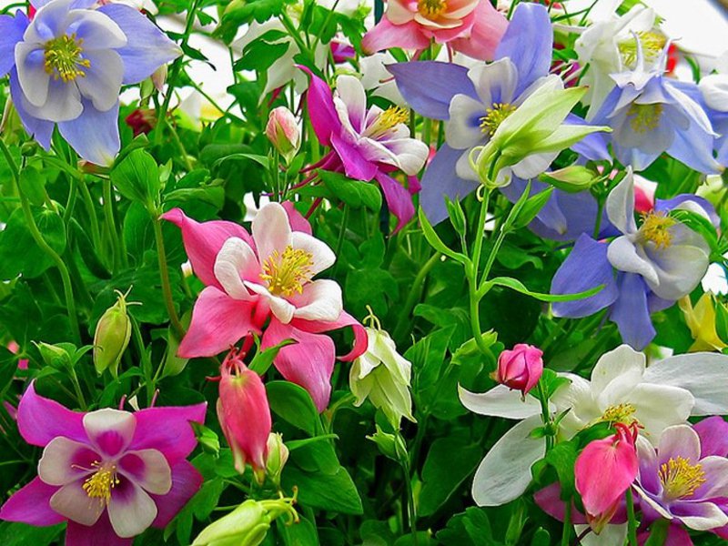 Planter et entretenir l'aquilegia en plein champ