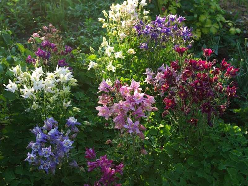 Sådan vandes aquilegia