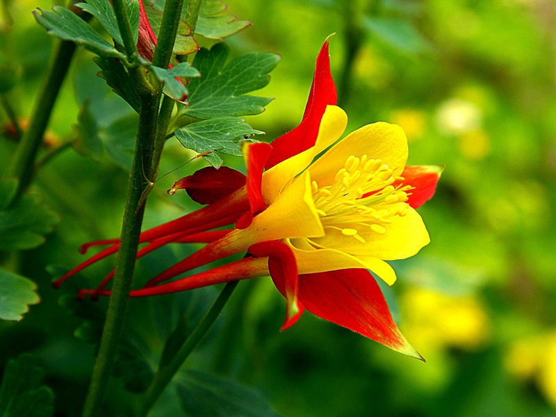 Aquilegia en croissance