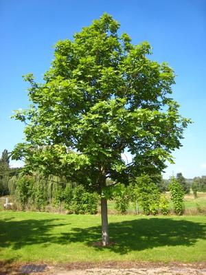 Ash: beschrijving, foto van boom en bladeren