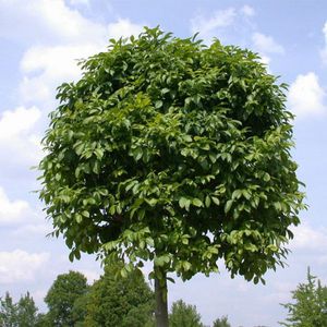 Couronne de frêne vert