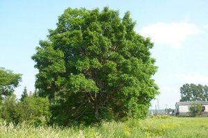 Como plantar cinzas no quintal