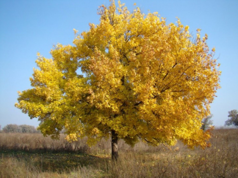 Ash tree beschrijving