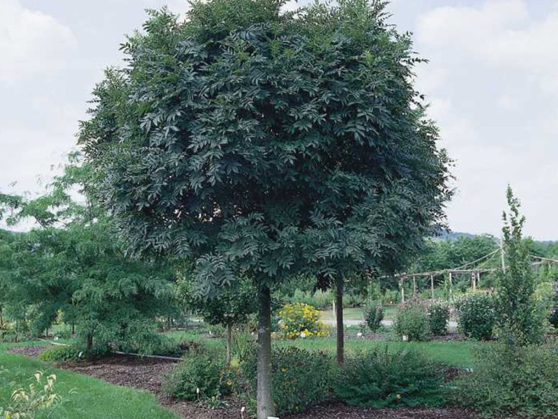 How to care for an ash tree