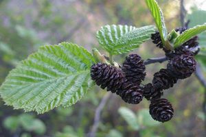 Alder varieties