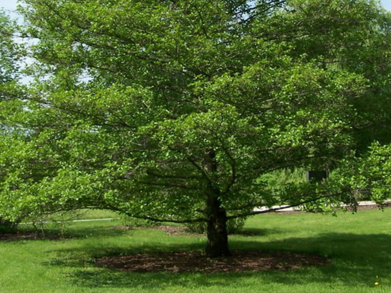 Aliso negro o pegajoso