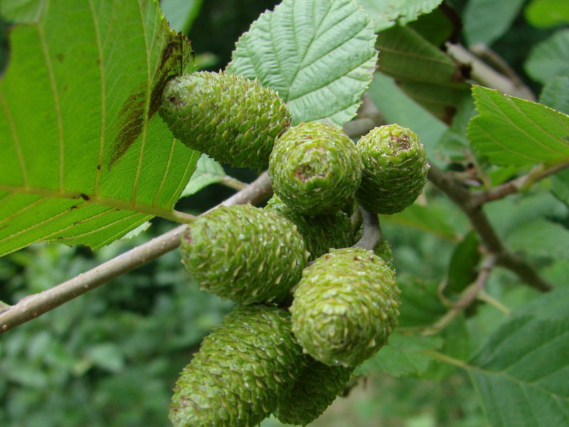 Alder berde