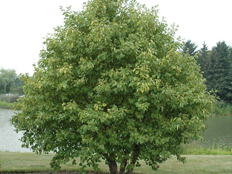 Alder - caoba europea