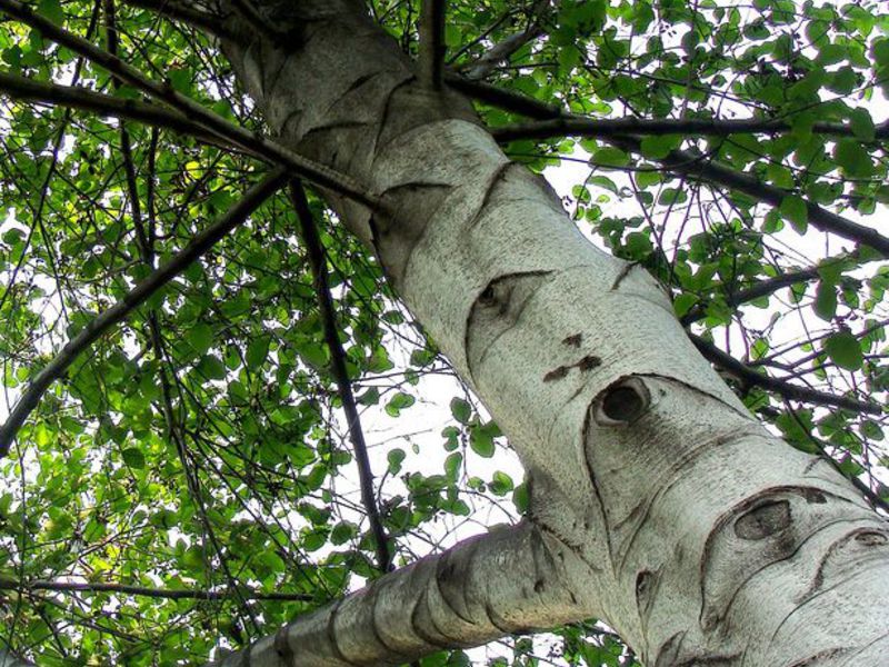 Alder tree feature