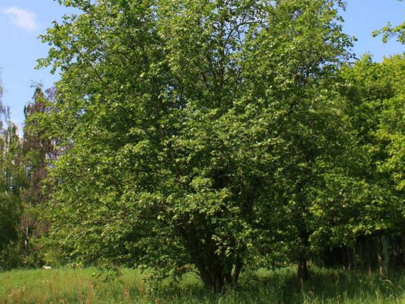 How alder is used in different industries