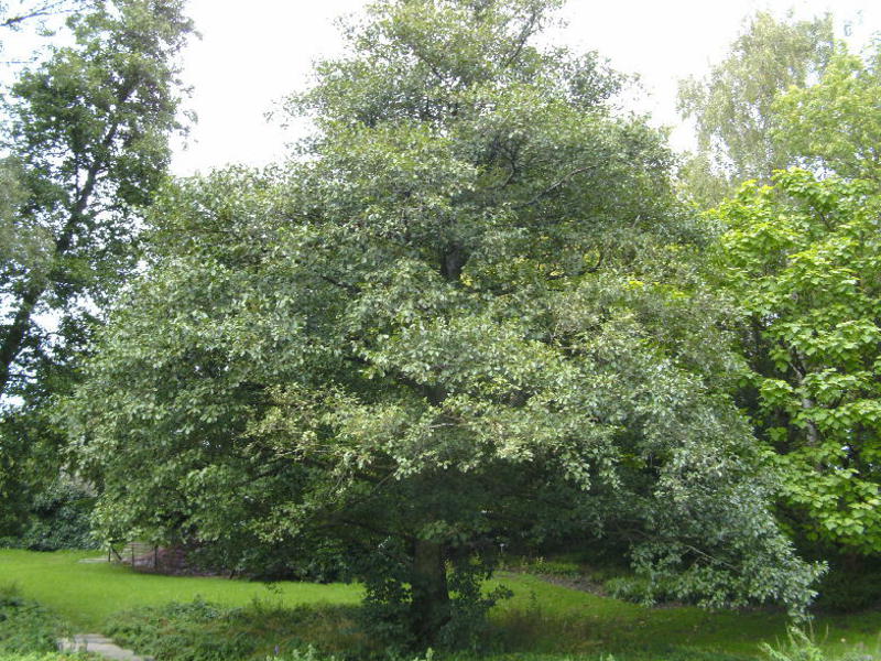 Hoe een elzenboom te planten