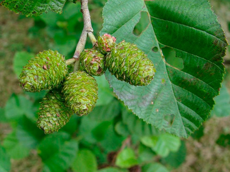 Brotes y hojas de aliso