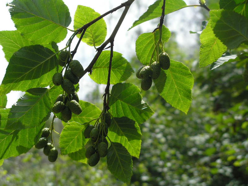 Puno ng alder