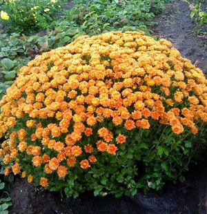 Korean chrysanthemums