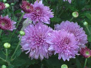 Garden chrysanthemum