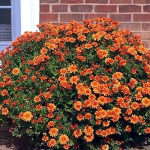 Pflege und Wachstumsprozess der Gartenchrysantheme