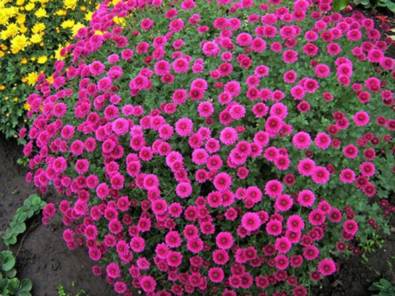 Paglalarawan ng Chrysanthemum