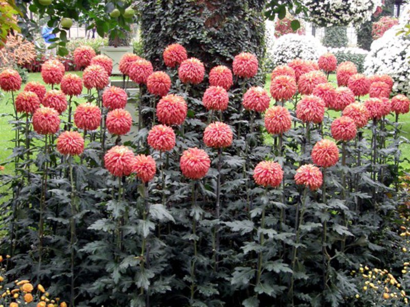 Roze-paarse chrysanten