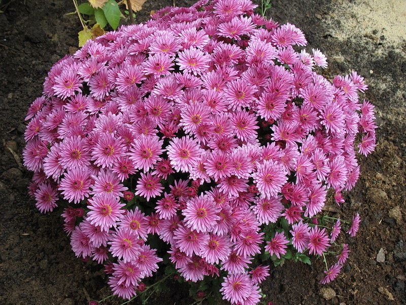 Wie man Chrysanthemen pflanzt