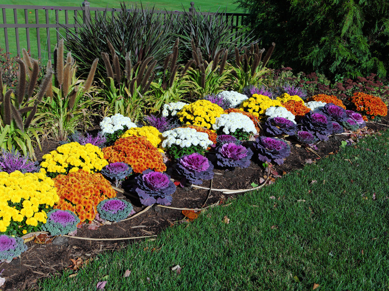 Reproduction de chrysanthèmes