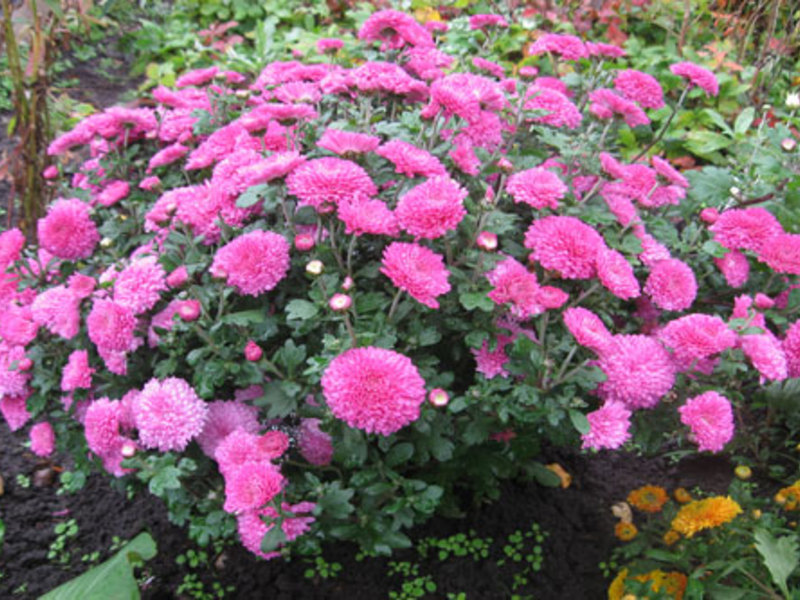 Fête du chrysanthème