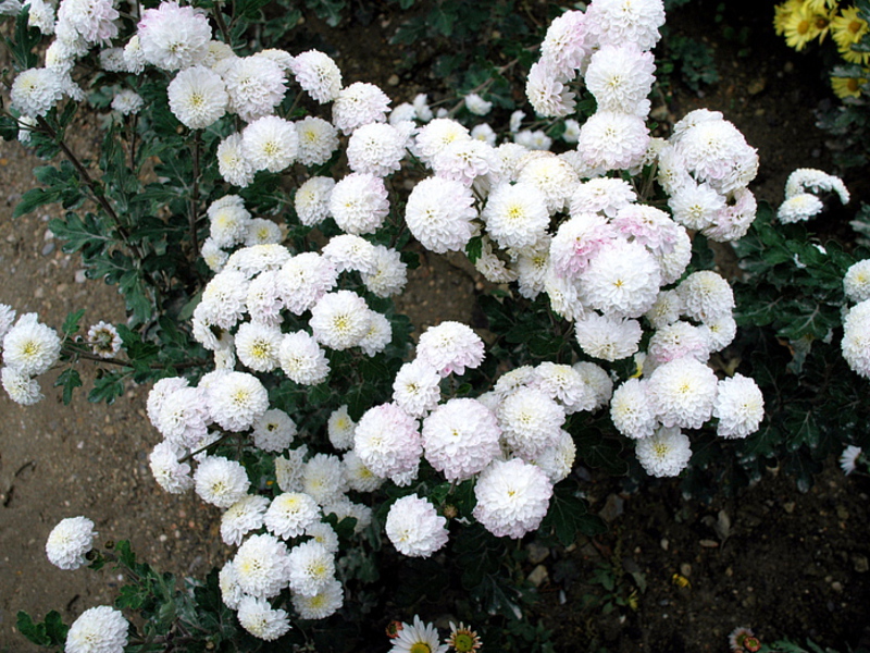 Mga chrysanthemum ng Korea